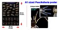 Poecilotheria poster