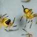 Araneus diadematus