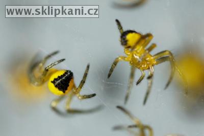 Araneus_diadematus