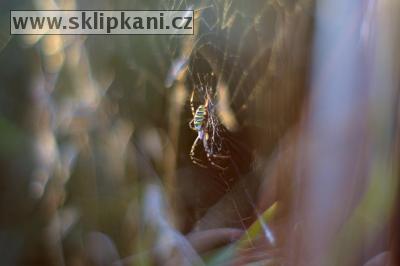 Argiope_bruennichi