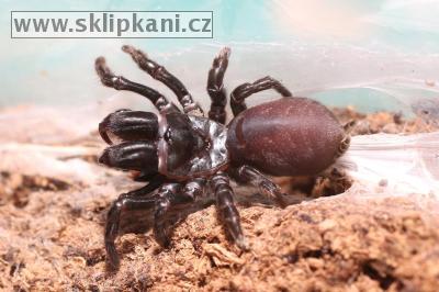 Atypus_muralis