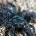 Avicularia versicolor