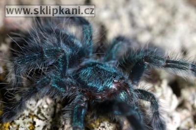 Avicularia_versicolor