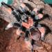 Brachypelma emilia