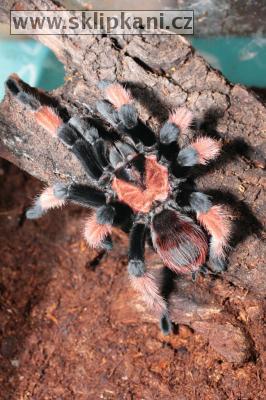 Brachypelma_emilia