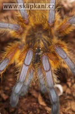 Harpactira_pulchripes