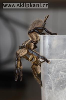 Harpactira_pulchripes