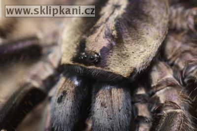 Poecilotheria_miranda